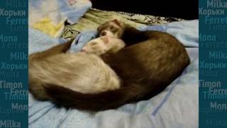 Два хорька спят вместе. Ferret sleep