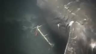 REAL MEGALODON WORLDS LARGEST SHARK CAUGHT ON CAMERA 2015!