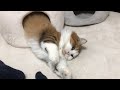 ヌルっと出てくる猫 【今日のひのき猫】