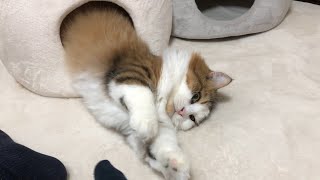 ヌルっと出てくる猫　【今日のひのき猫】