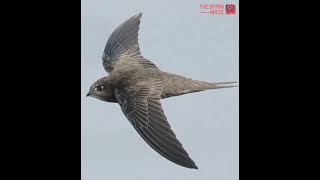 The Bird That Never Lands