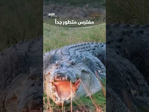 تمساح المياه المالحة: مفترس متطور بمهارات فريدة