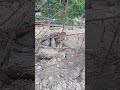 My Friend Speedy