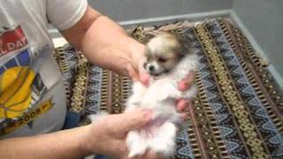 Tiny Chihuahua Puppies!