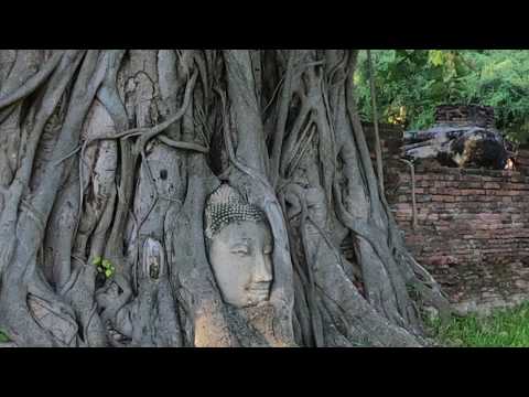 เศียรพระในต้นไม้ เรื่องเล่าชาวกรุงเก่า @ วัดมหาธาตุ unseen
