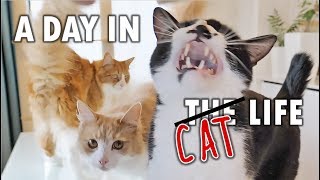 A day in the life of our cats
