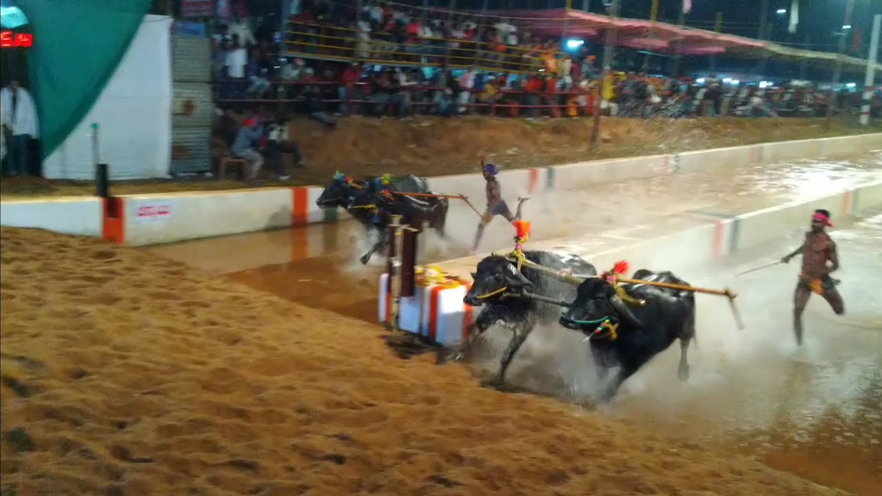 Puttur koti-chennaya kambala 2020(2019-20