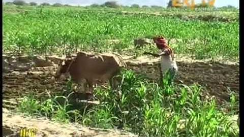 Eritrean Crop plantations in good condition in Gindah Sub Zone - Shebah