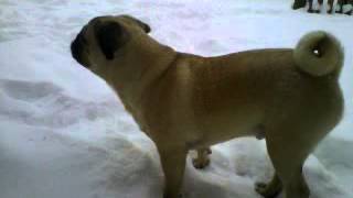 Pug loves the snow!