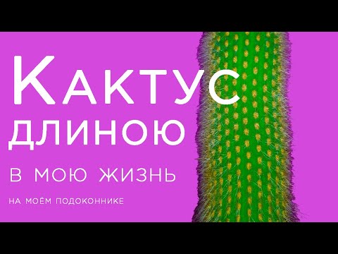 Гигантский КАКТУС, длиною в жизнь в горшке на подоконнике, кактус высотой почти 2м WEBERBAUEROCEREUS