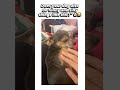 Does your dog also do funny and silly things like this?😂🐶 #funny #trendingshorts #funnydogs