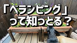 ブルーチップ チャンネル Youtube