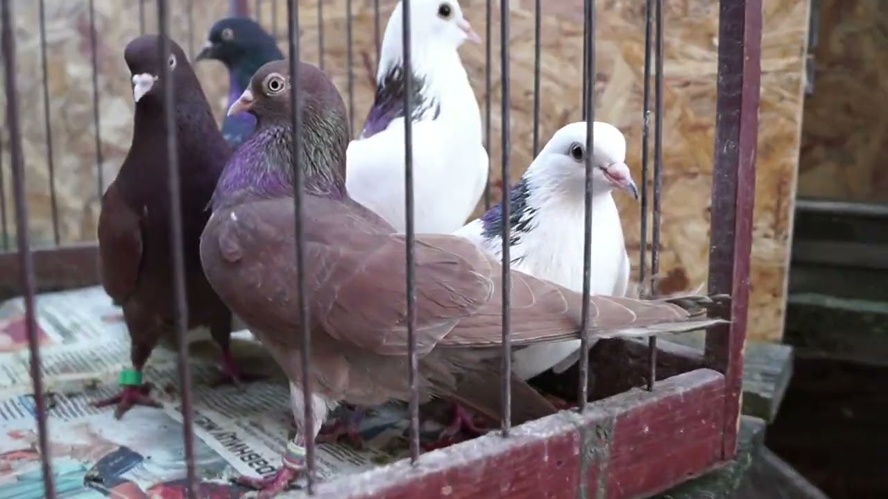 ЯРМАРКА ГОЛУБЕЙ. Бронниы 13 04 24