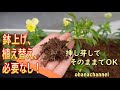 《これは楽チン！》挿し芽してそのまま春まで植え替えなしでOK！面倒な鉢上げ、植え替えせずに楽しめる方法🌱Propagate viola and enjoy it without replanting！