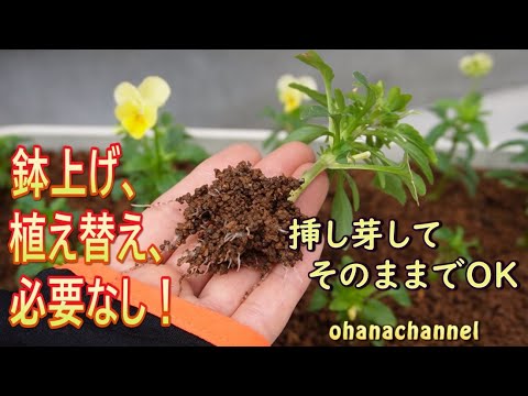 ぽんちゃん「木を植えよう」 ぽんちゃん「木を植えよう」 ぽんちゃん「木を植えよう」 ぽん