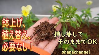 ぽんちゃん「木を植えよう」 ぽんちゃん様専用「木を植えよう」