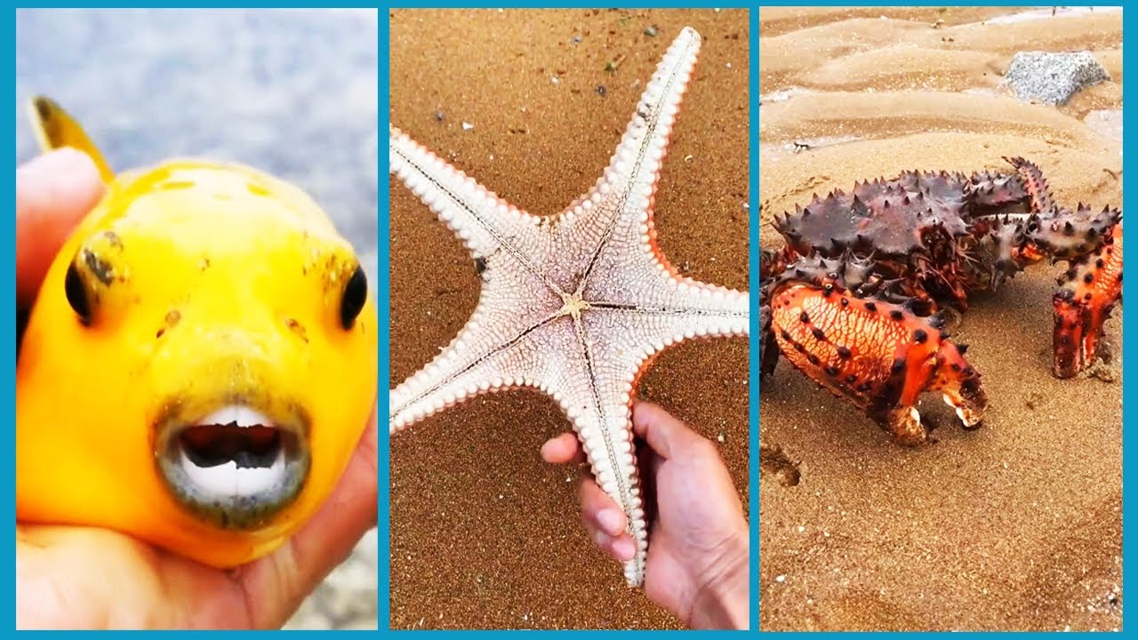 Fisherman Catching Seafood 🦀🦐 Deep Sea Creatures ( Catch Shark, Fish, Crab) - Tik Tok #7