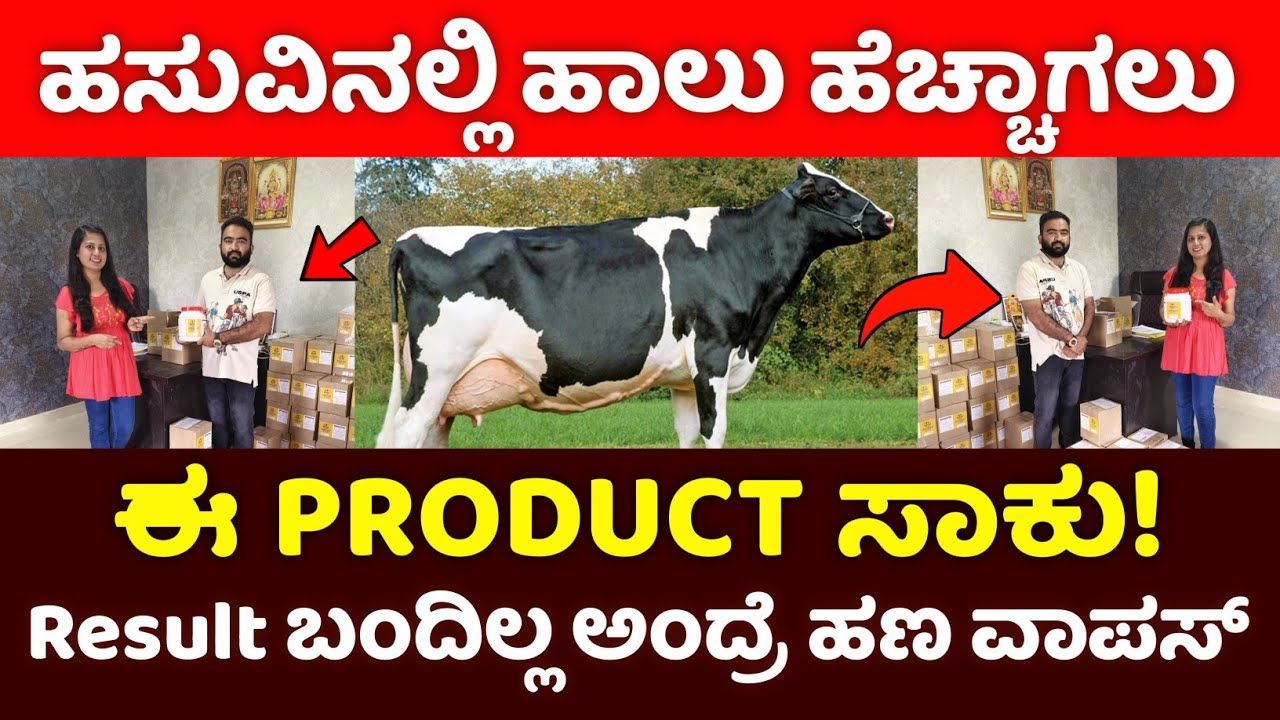 ಹಸುವಿನಲ್ಲಿ ಹಾಲು ಹೆಚ್ಚಾಗಲು ,ಕೆಚ್ಚಲು ಬಾವು ಸಮಸ್ಯೆ ,Milk SNF Fat ಹೆಚ್ಚಾಗಲು ಈ ಪ್ರಾಡಕ್ಟ್ ಸಾಕು 100% Result 