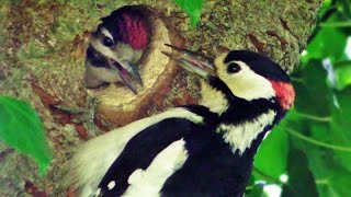 Great Spotted Woodpecker Chick at Tehidy Woods  Wildlife in Cornwall UK