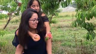 Pick your own peaches at Apple Holler Pick your own peaches at Apple Holler