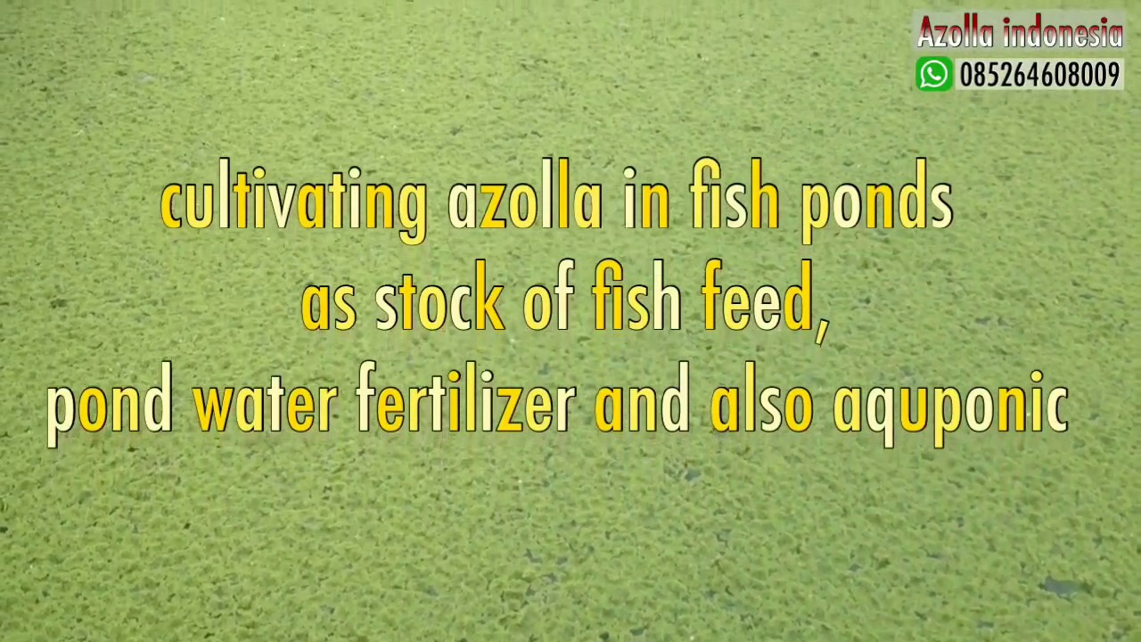 how to cultivate azolla in fish ponds as stock of fish feed, pond water