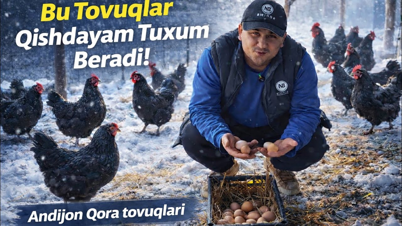 Киш Булсахам Тухум Берадиган Андижон Кора Товуклари Сотуви Бошланди! #2026 #товуқ #бизнес 