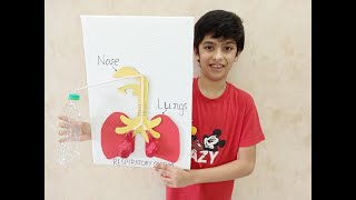 Model of respiratory system for kids | School science project | How to make lungs with balloons