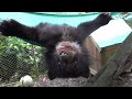 AWW SO CUTE! Cutest baby animals ever-  Videos Compilation