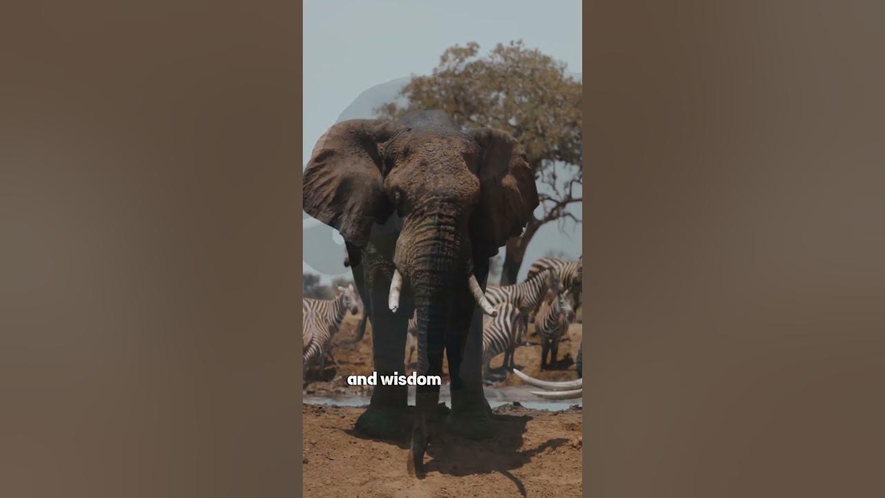 the-heaviest-land-animal-youtube