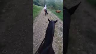конные  прогулки в Сочи#2025 #семьяармян #курган #Сочи #конныепрогулки