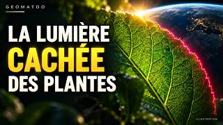 Les Plantes Émettent Une Lumière Que Nos Yeux Ne Voient Pas