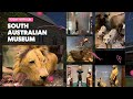 South australian museum tour  adelaide south australia