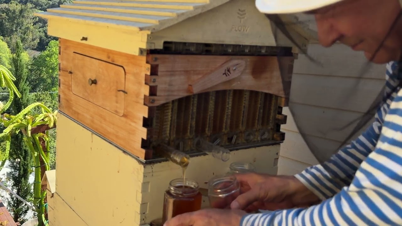 Переполнен медом австралийский улей- to much honey in flow hive 