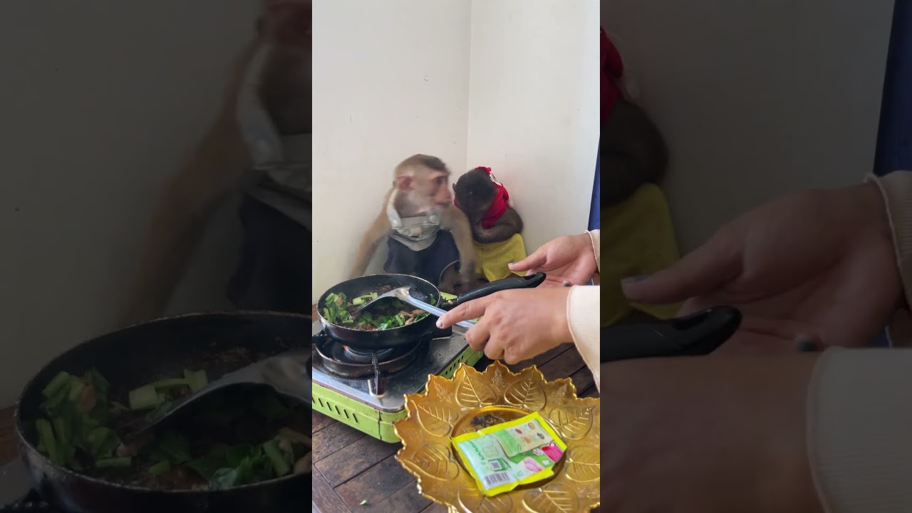 Living the warm life—inside and out 🔥🐒 