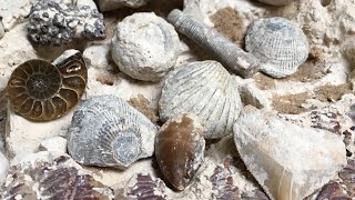 Dinosaur Mega Fossil Dig Kit Product Review