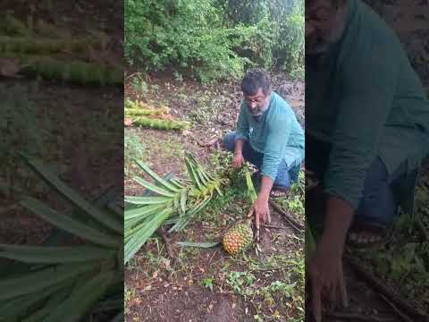 കൈതച്ചക്ക