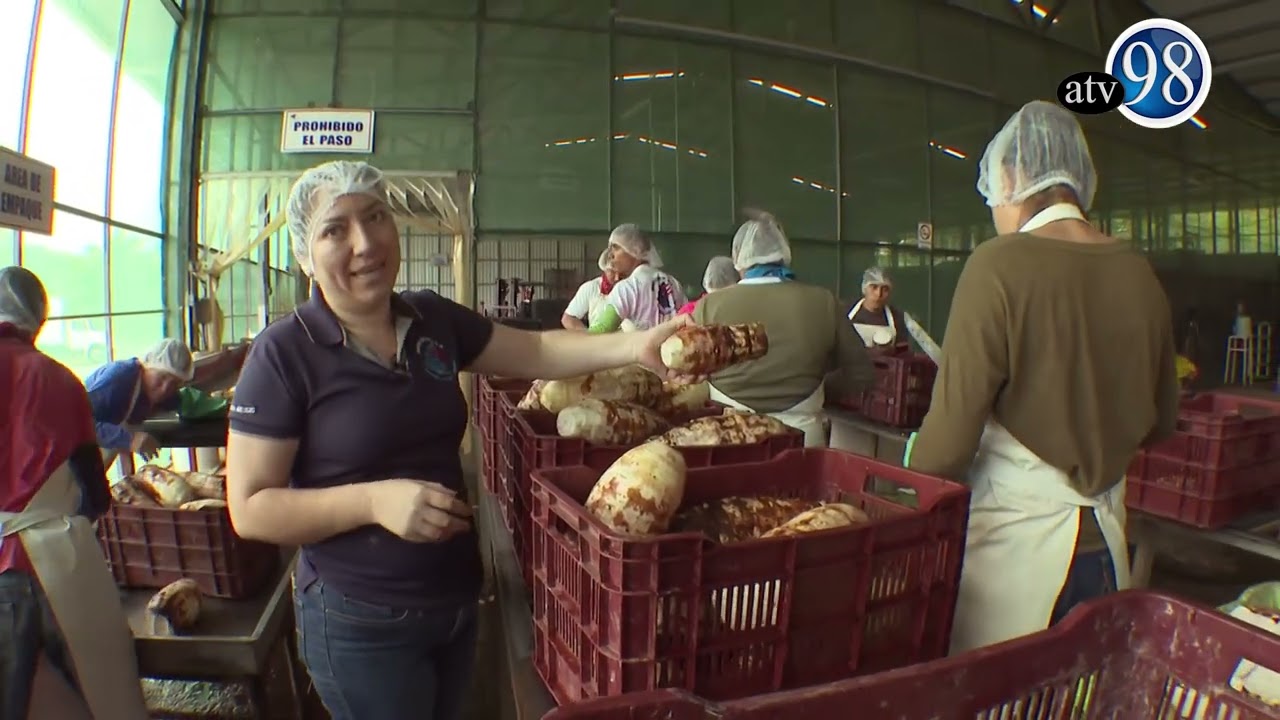 PRODUCCIÓN DE MALANGAS EN NICARAGUA, CON CALIDAD PARA LA EXPORTACIÓN.