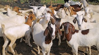 The Best Goat Stocking Practices in Africa.