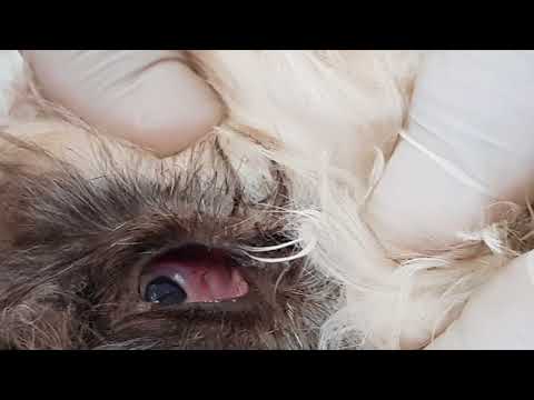 Video: El Por Qué, El Cuándo Y El Cómo De La Necropsia Para Sus Mascotas