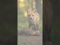 MARTEN X FOX Education Wildlife Lionandfox Facts Animals Foxnews Motivation Wildfox MARTEN X FOX Education Wildlife Lionandfox Facts Animals Foxnews Motivation Wildfox
