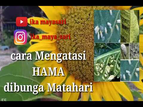 Video: Mengobati Hama Bunga Matahari - Cara Mengobati Hama Bunga Matahari