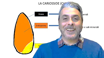 Che W ha la farina 00?