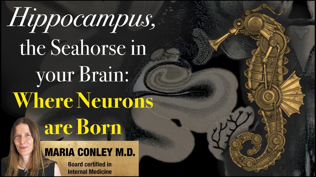 Hippocampus, the Seahorse in your Brain:  Where Neurons are Born