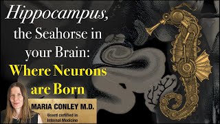 Hippocampus, The Seahorse In Your Brain Where Neurons Are Born