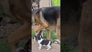 Beagle puppies first time going outside