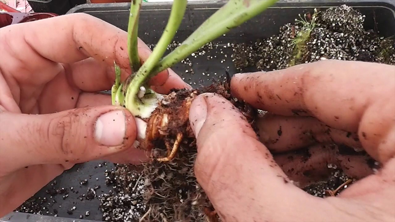 Haz ASÍ tus trasplantes de Sarracenia