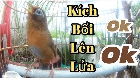 Họa Mi Hót Đấu 30 Phút Kích Lửa Luyện Giọng Bổi Căng Đét