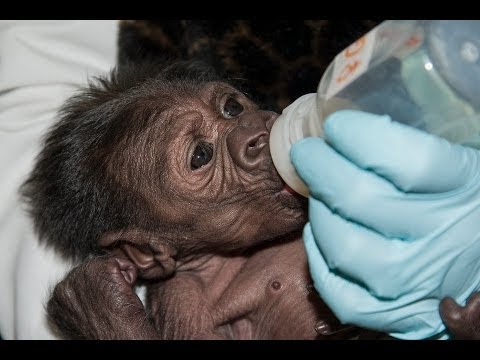 Video: Pet Scoop: mama orangutana i beba Reunited, policijski pas štedi partnera iz napada