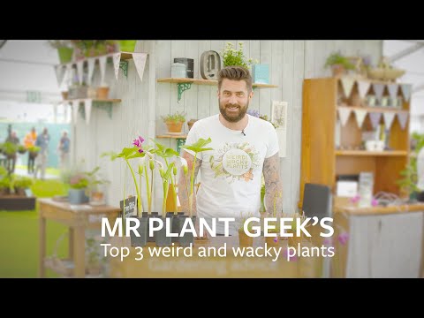 Vídeo: Dierama Plants: Informació sobre la cura de les plantes Wandflower