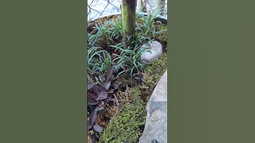 Chậu xi măng nhẹ composite kích thước lớn, màu hiệu ứng bê tông decor sân vườn rất đẹp và chill